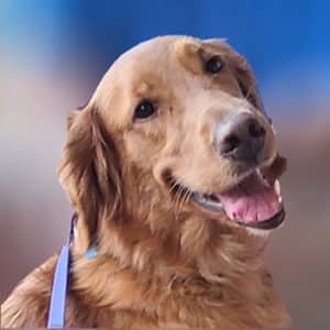 A golden smiling over its shoulder.