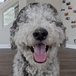 A headshot of a doodle.