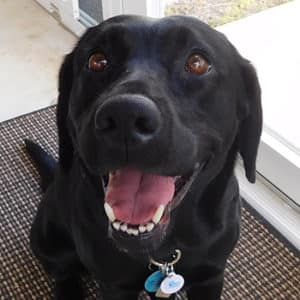 Headshot of a black lab.