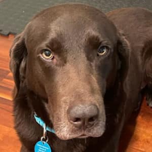 Headshot of Labrador retriever Scooter Fletcher
