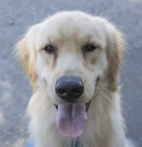 Close up of Golden retriever Koda Mateo with her tongue out.
