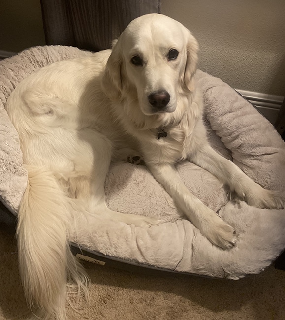 Retriever laying down on a dog bed.