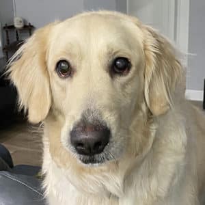 Headshot of a retriever.