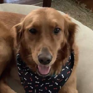 Dog with scarf on.