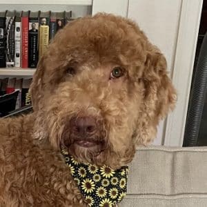 Golden dog by bookshelf.