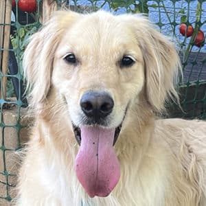Dog cropped by garden.