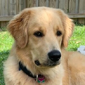 Cropped golden dog in the grass.