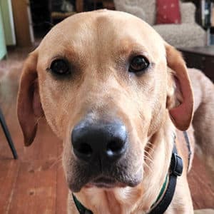 River Jimmy golden dog headshot.