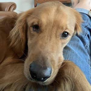 Red tinted dog on lap.