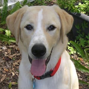 Cropped tan dog outside headshot.