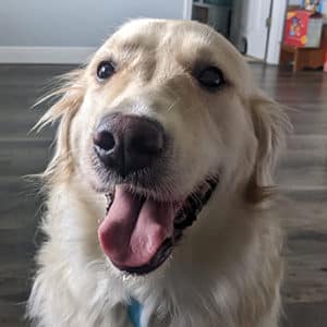 Headshot of Golden Retriever Lexi Sofia.
