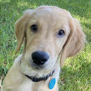 Headshot of Golden Retriever puppy Pepsi Stefan.