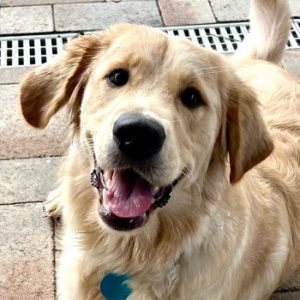 Headshot of Golden retriever Rosie Jala.
