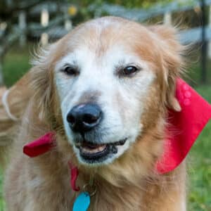 Headshot of golden retriever Rocky Jay wearing a pink bandana.