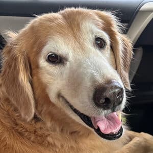 Headshot of Golden retriever Skye Jay.