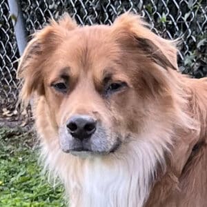 Headshot of a golden-hearted dog.