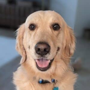 Headshot of a golden retriever.