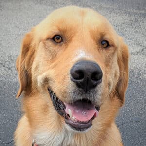Headshot of a retriever