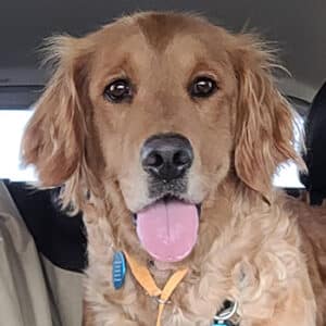Headshot of a retriever