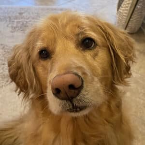 Headshot of retriever