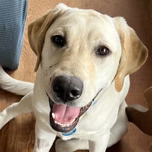 Headshot of retriever