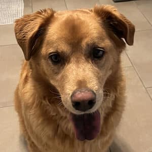Headshot of a retriever