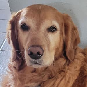 Headshot of a retriever