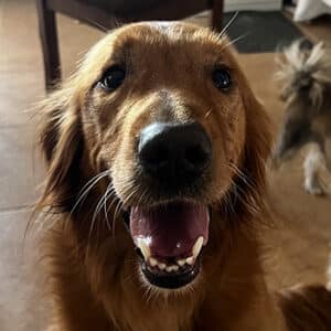 Head shot of a retriever