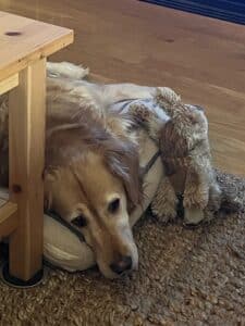Retriever laying down on dog bed with a plush toy next to the retriever