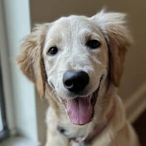 Headshot of a retriever