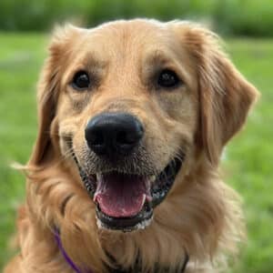 Headshot of a retriever