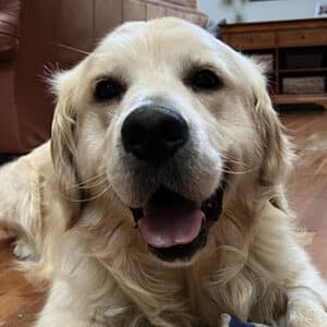 Headshot of a retriever.
