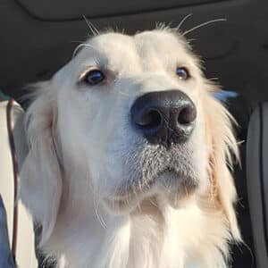 Headshot of a retriever.