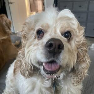Headshot of a dog.