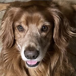 Headshot of a retriever.