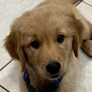 Headshot of a puppy retriever.