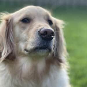 Headshot of a retriever.