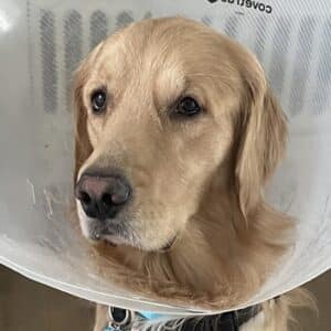 Headshot of a retriever.