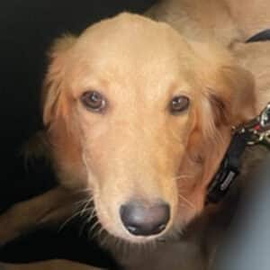 Headshot of a retriever.