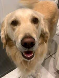 Retriever standing inside.