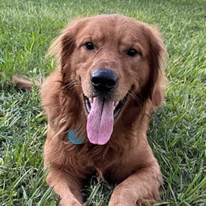 Headshot of a retriever.