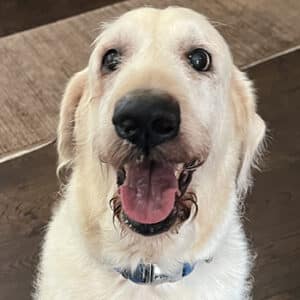 Headshot of a retriever.
