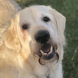 Headshot of a retriever.