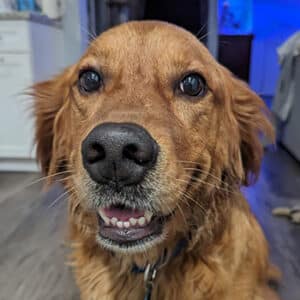Headshot of a retriever.