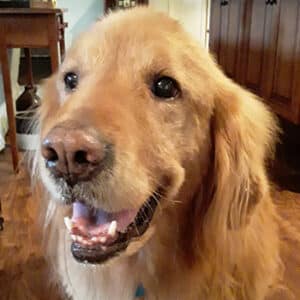 Headshot of a retriever.