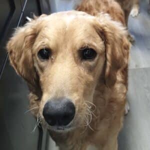 Headshot of a retriever.