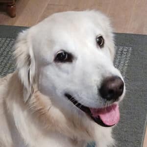 Headshot of a retriever.