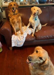 Three adult retrievers, two sitting on a brown couch, looking at the camera and one sitting in the corner right of the frame, looking at the camera with tongue sticking out