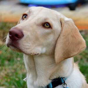 Close up a face of a retriever