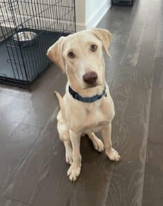 Adult retriever sitting on the floor, looking at the camera with head slightly tilted